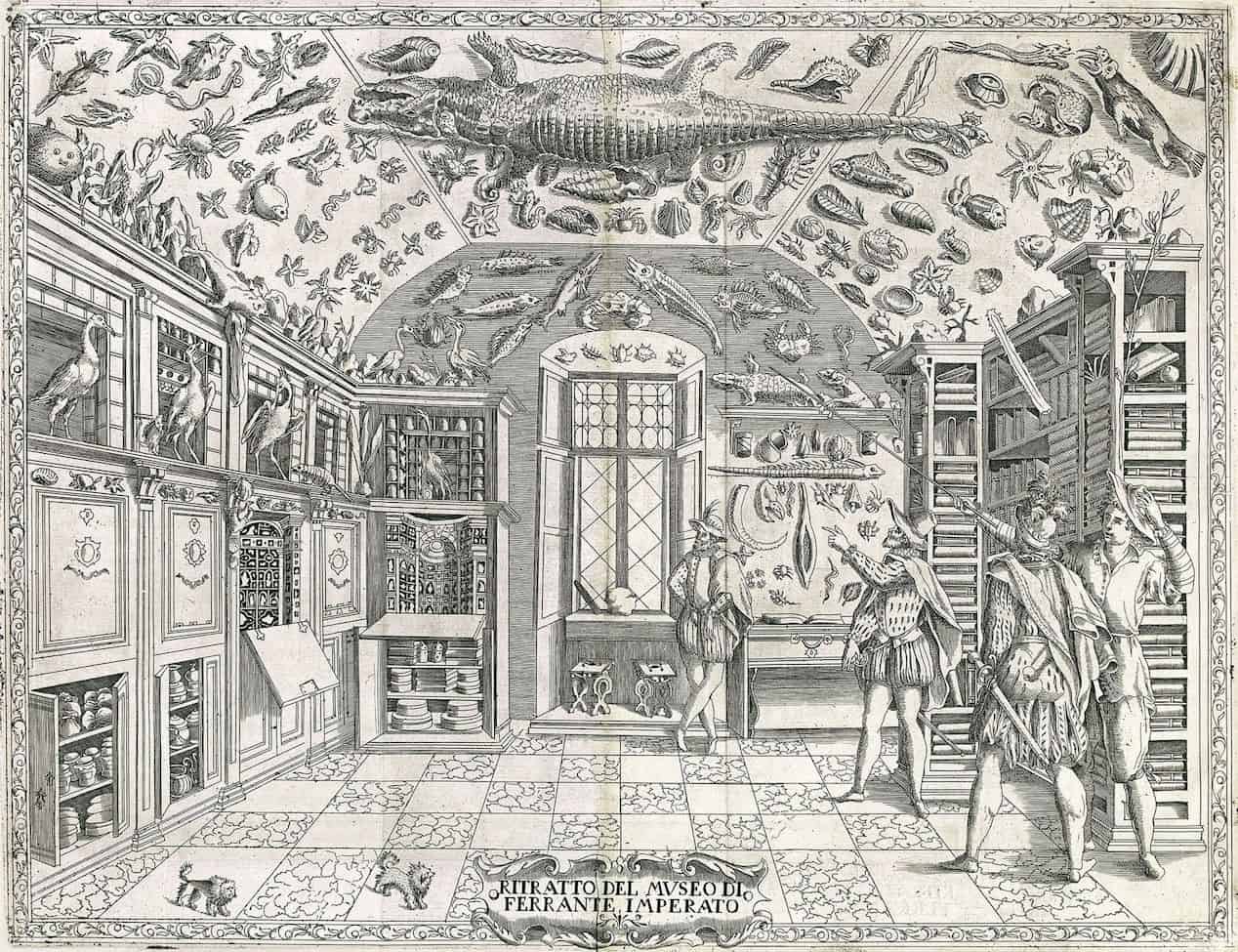 Cabinet of Curiosities